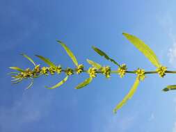 Rumex palustris Sm. resmi