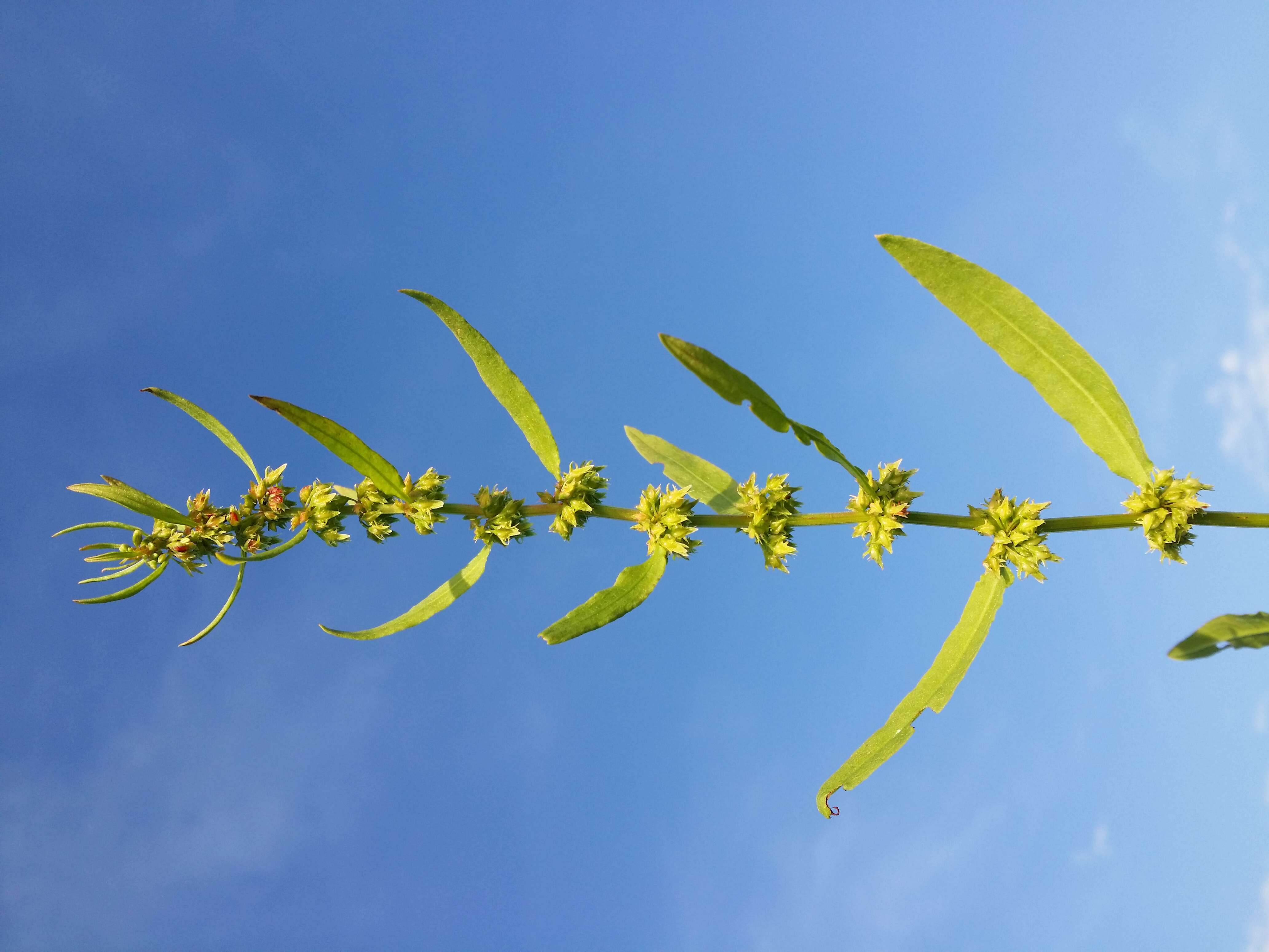 Rumex palustris Sm. resmi