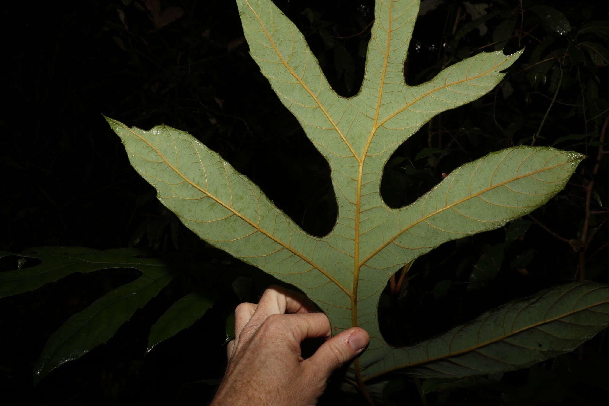 Imagem de Athertonia diversifolia (C. T. White) L. A. S. Johnson & B. G. Briggs