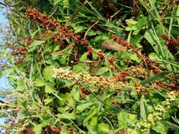 Rumex palustris Sm. resmi