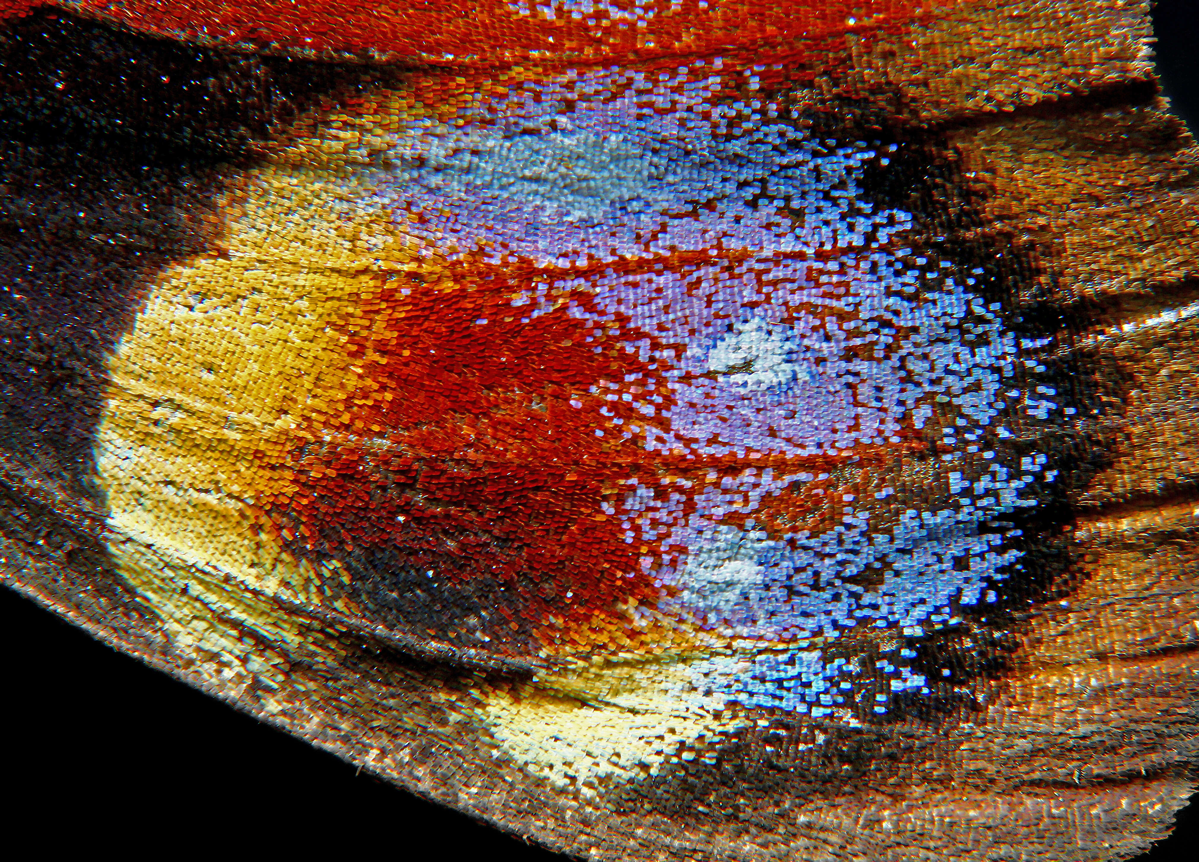 Image of Aglais io