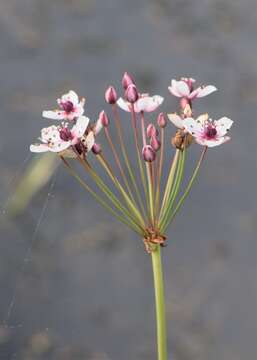 Image of flowering rush family