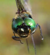 Image of Quebec Emerald