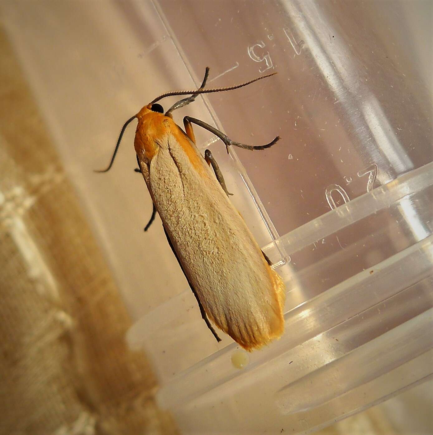 Image of buff footman