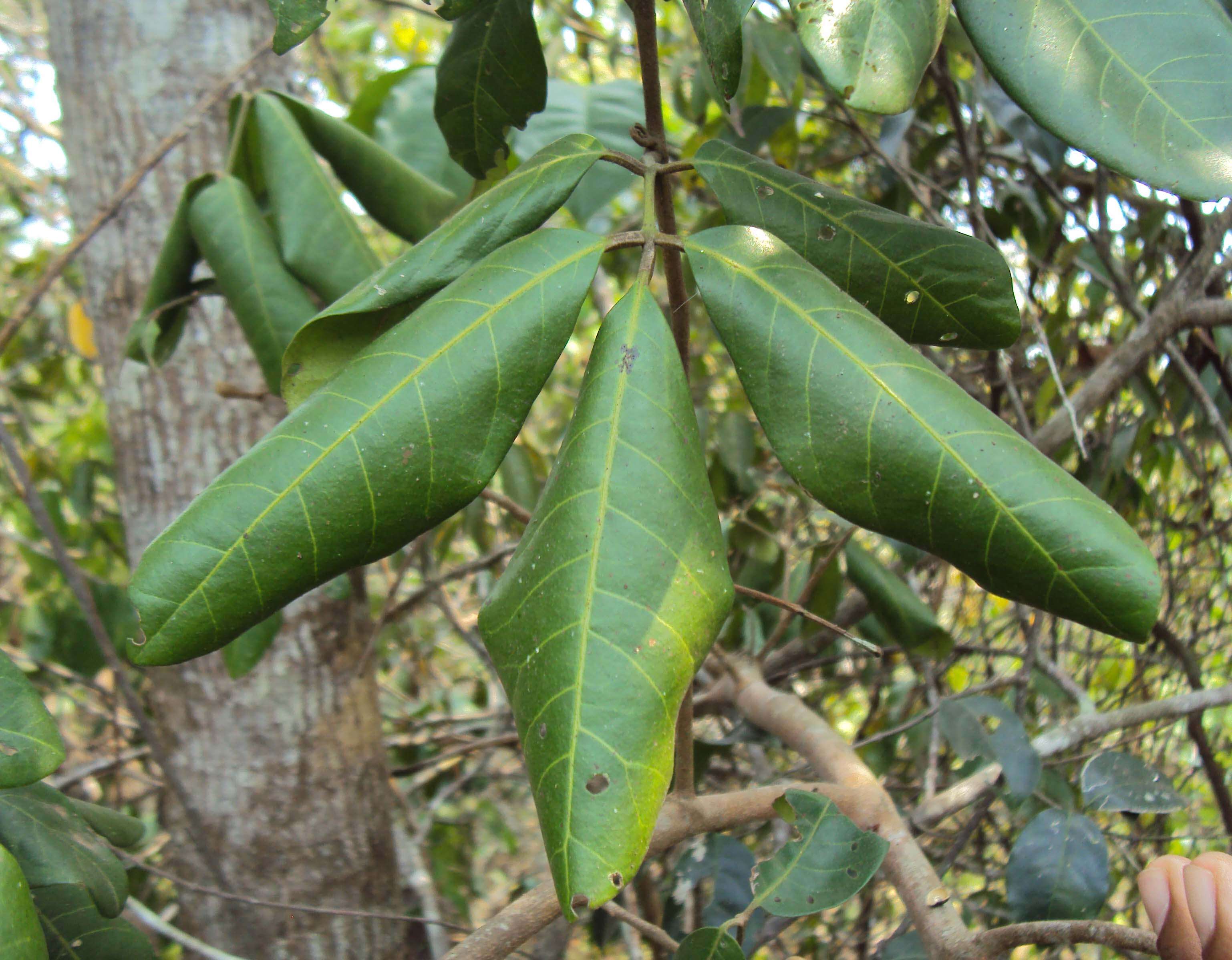 Image of Aglaia elaeagnoidea