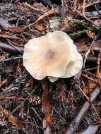 Image of Clitocybe fragrans (With.) P. Kumm. 1871