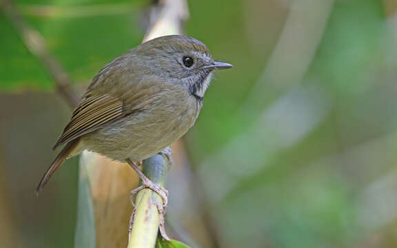 Image of White-gorgeted Flycatcher