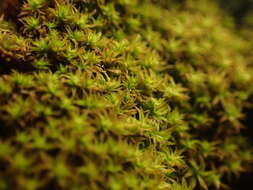 Image of zygodon moss