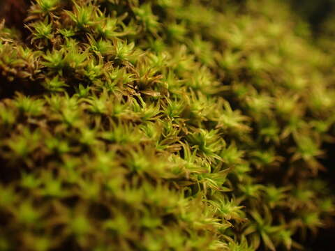 Image of zygodon moss