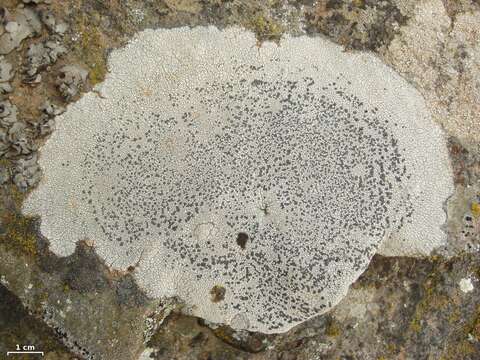 Image of lecidea lichen