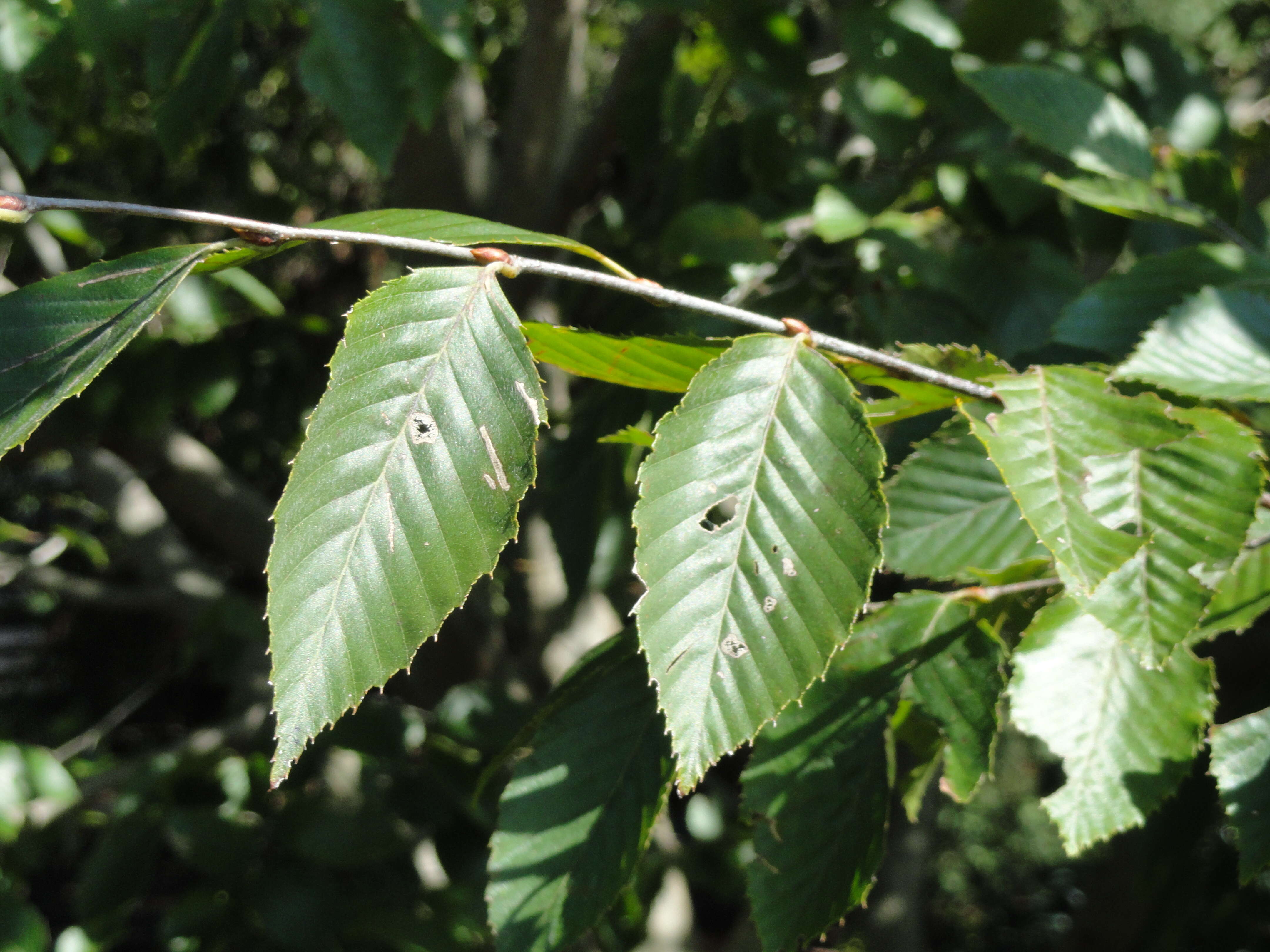 Image of Carpinus turczaninowii