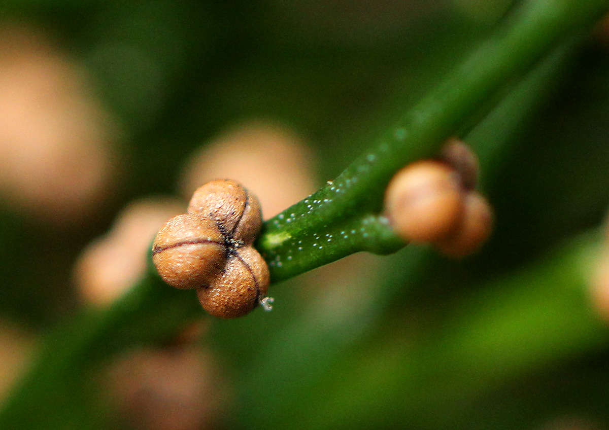 Image of Whisk Ferns