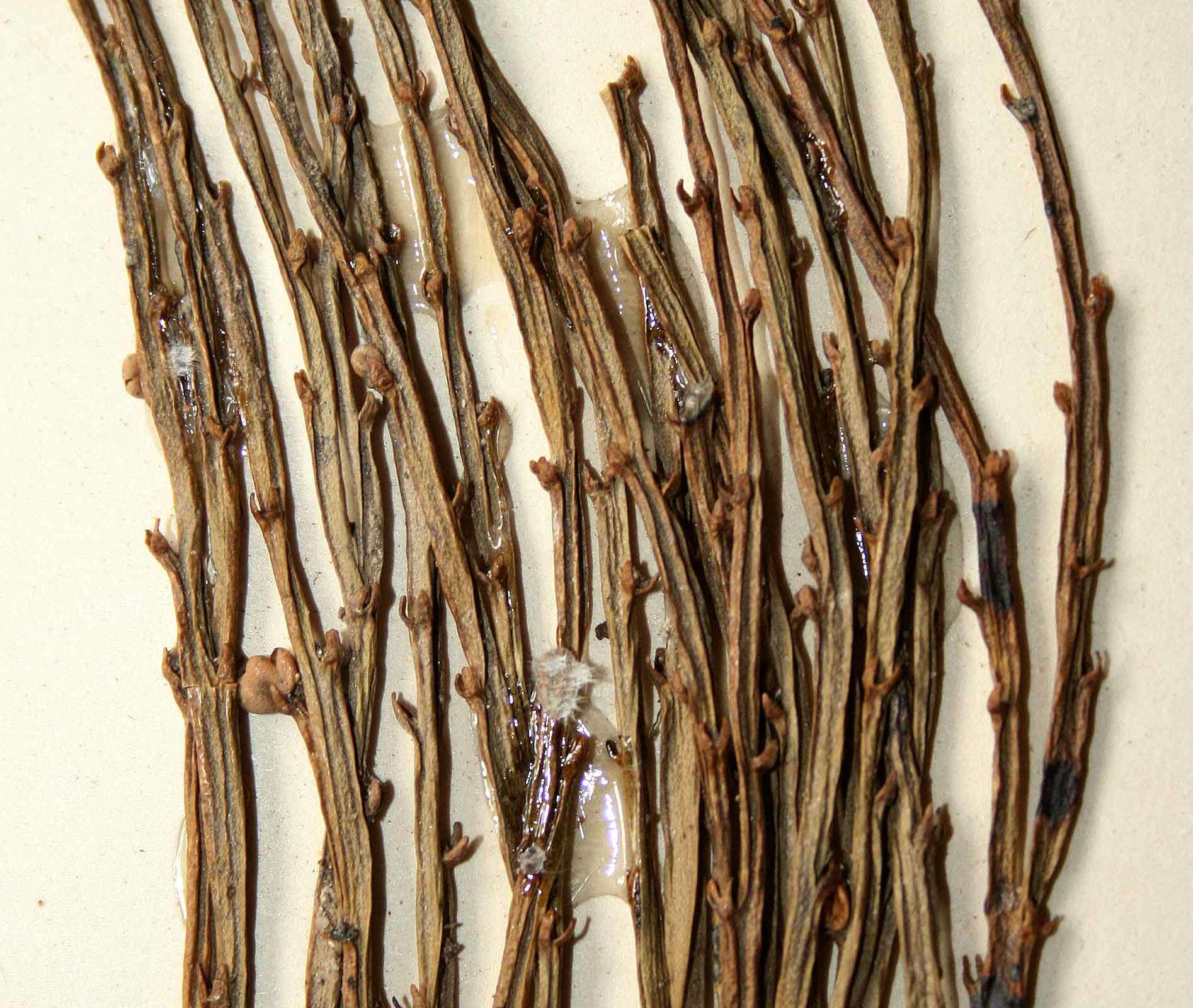 Image of Whisk Ferns