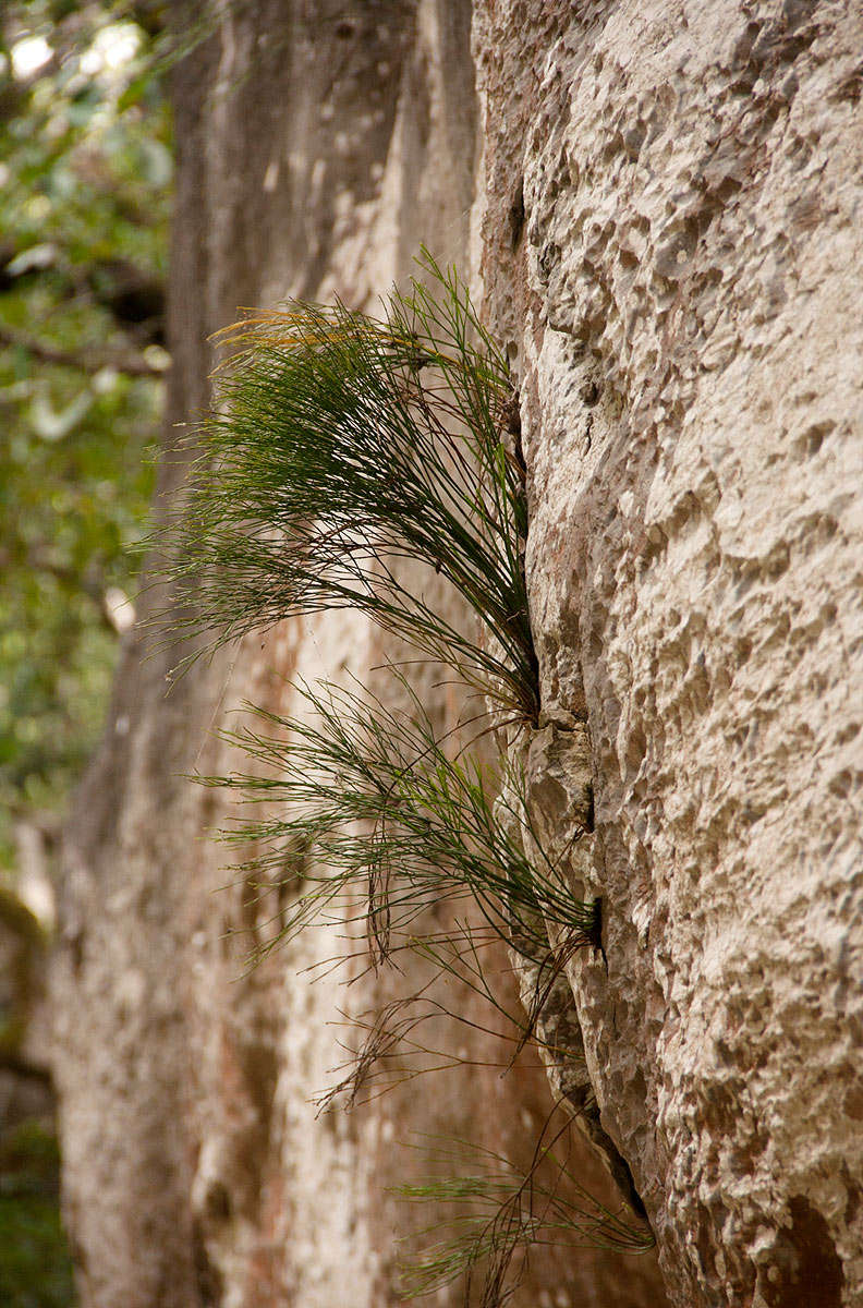 Image of Whisk Ferns