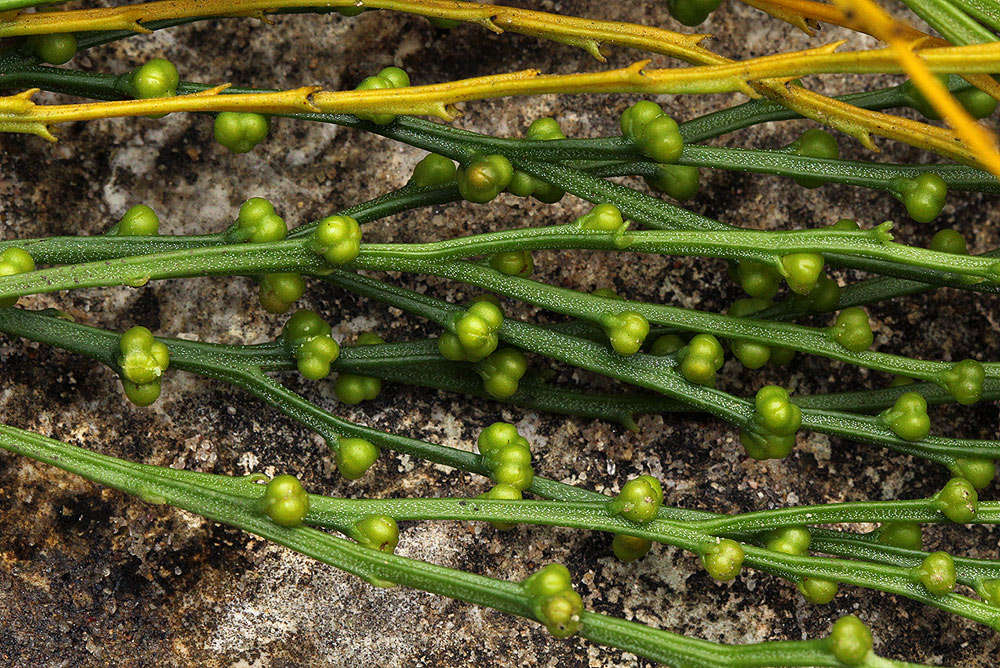 Image of Whisk Ferns