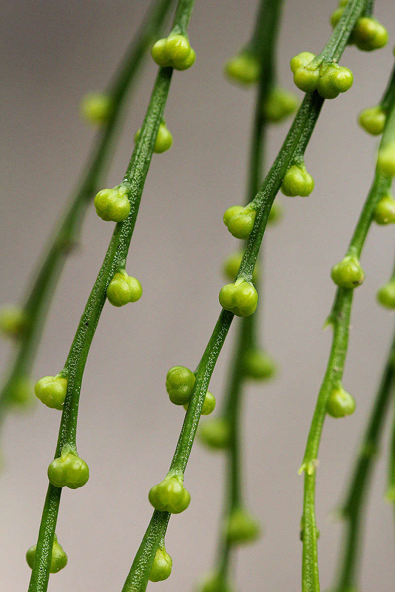 Image of Whisk Ferns