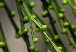 Image of Whisk Ferns