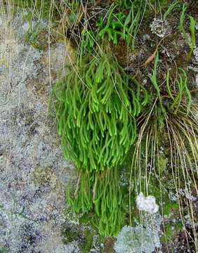 Image of stringleaf clubmoss