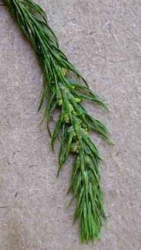 Image of stringleaf clubmoss