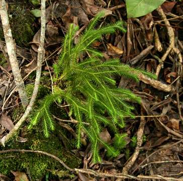 Image de Phlegmariurus filiformis (Sw.) W. H. Wagner