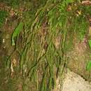 Image of stringleaf clubmoss