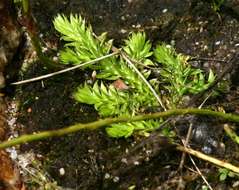 Imagem de Pseudolycopodiella sarcocaulon (Kuhn) Holub