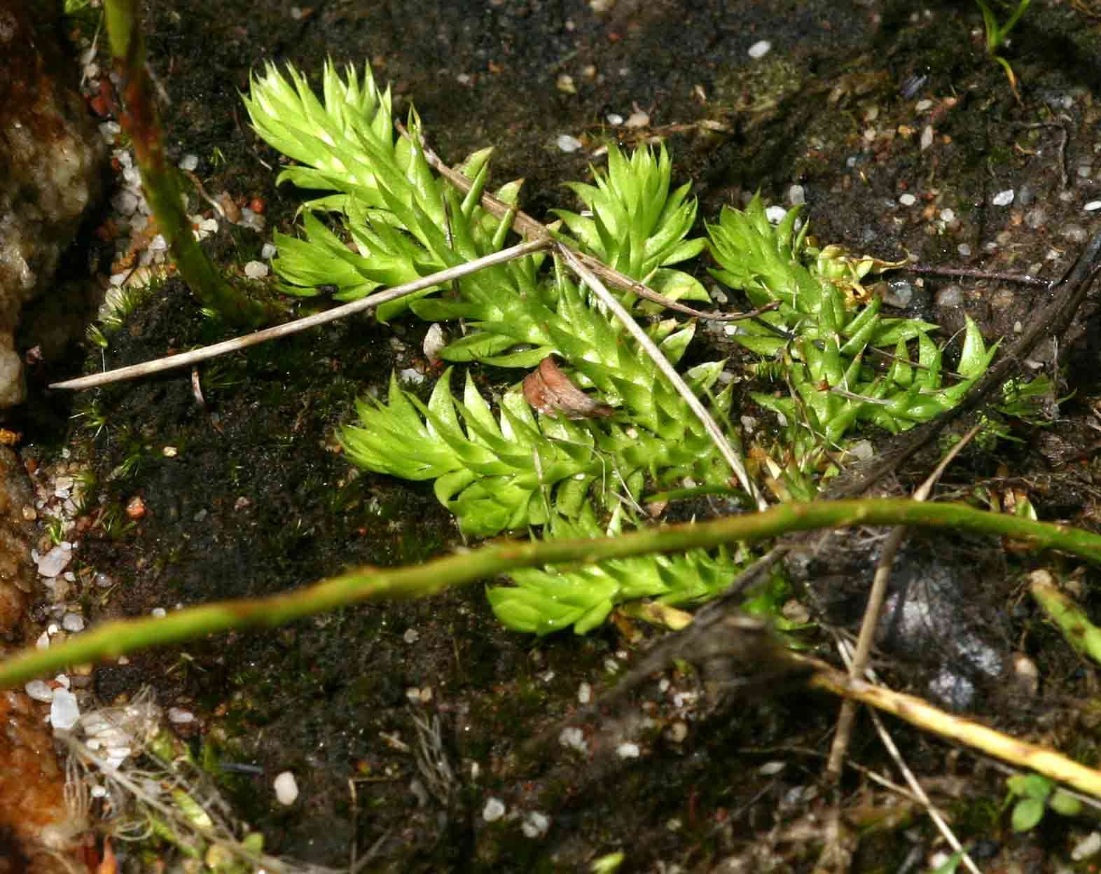 Image of Pseudolycopodiella sarcocaulon (Kuhn) Holub