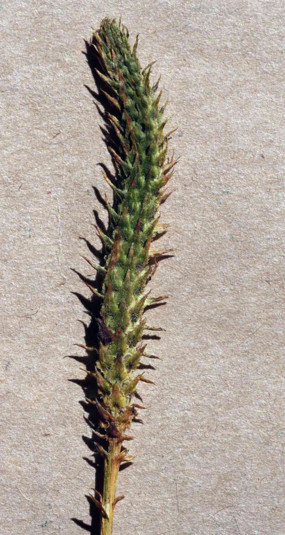 Image of Pseudolycopodiella sarcocaulon (Kuhn) Holub