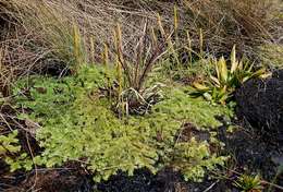 Image of Pseudolycopodiella sarcocaulon (Kuhn) Holub