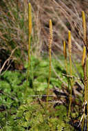 Image of Pseudolycopodiella sarcocaulon (Kuhn) Holub