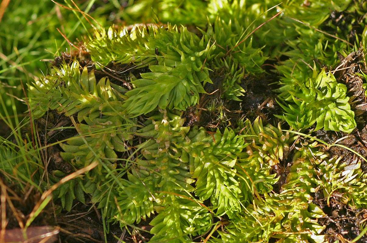 Image of Pseudolycopodiella sarcocaulon (Kuhn) Holub