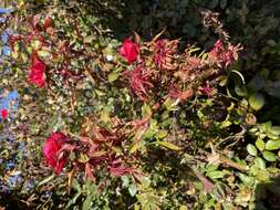 Image de Rose rosette emaravirus