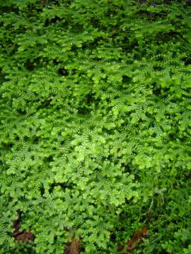 Image of Selaginella goudotiana Spring