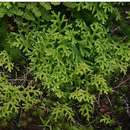 Selaginella goudotiana var. abyssinica (Spring) Bizzarri resmi