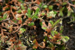 Image of Selaginella dregei (Presl) Hieron.