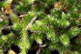 Image of Selaginella dregei (Presl) Hieron.