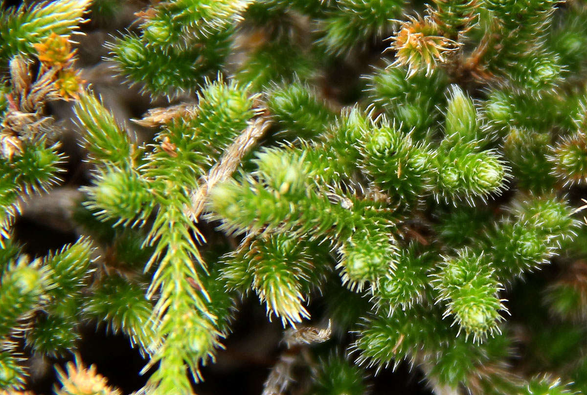 Image of Selaginella dregei (Presl) Hieron.