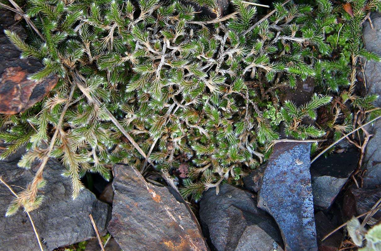 Image of Selaginella dregei (Presl) Hieron.