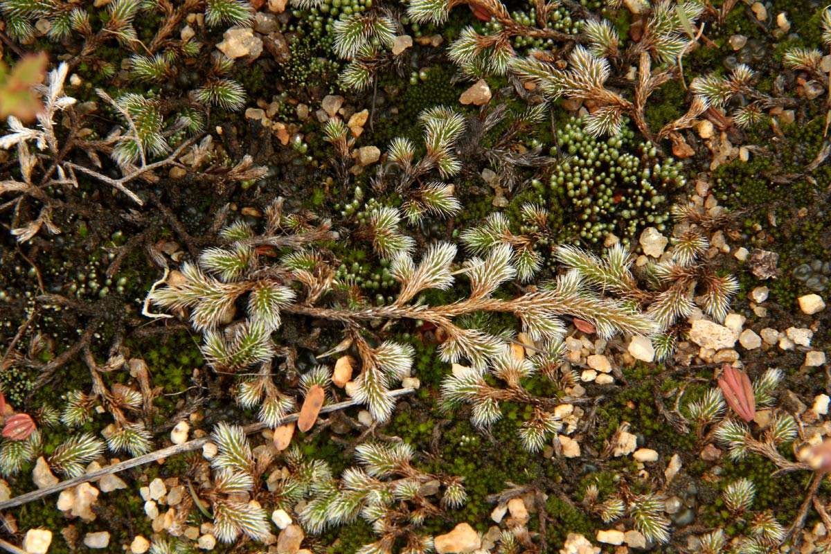 Image of Selaginella dregei (Presl) Hieron.