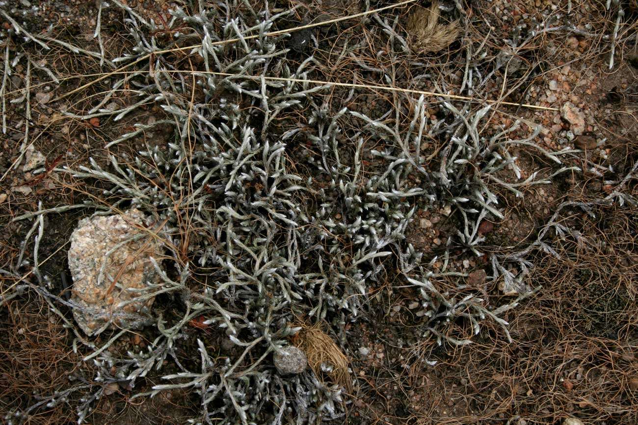 Image of Selaginella dregei (Presl) Hieron.