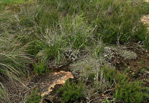 Image of Selaginella dregei (Presl) Hieron.