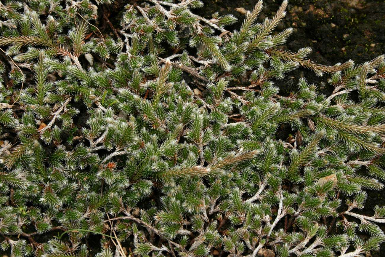 Image of Selaginella dregei (Presl) Hieron.