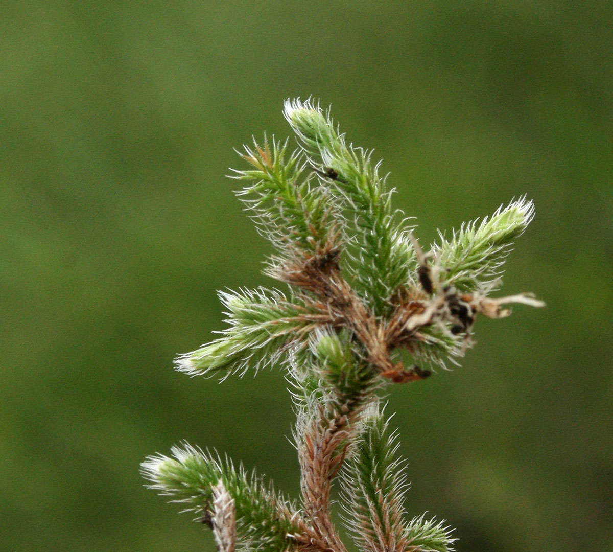 Image of Selaginella dregei (Presl) Hieron.