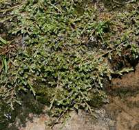 Image of Selaginella dregei (Presl) Hieron.