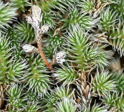 Selaginella dregei (Presl) Hieron.的圖片