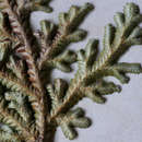 Image of <i>Selaginella imbricata</i> (Forssk.) Spring ex Decne.