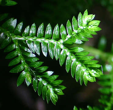 Image de Selaginella kraussiana (G. Kunze) A. Br.