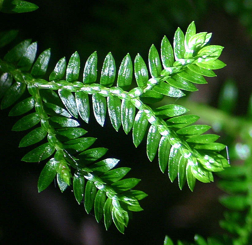 Imagem de Selaginella kraussiana (G. Kunze) A. Br.