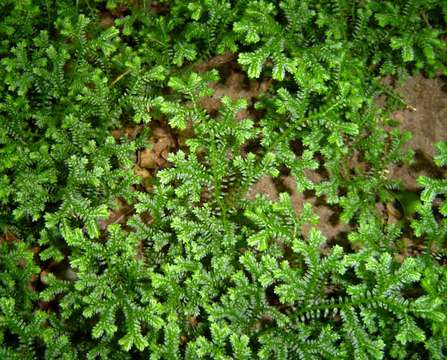 Imagem de Selaginella kraussiana (G. Kunze) A. Br.