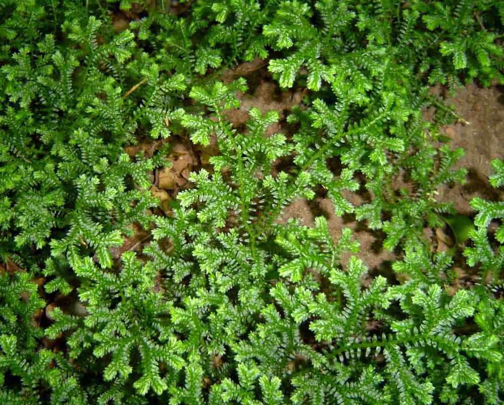 Image de Selaginella kraussiana (G. Kunze) A. Br.